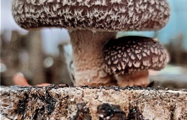 EntreTroncos cultivo natural de setas