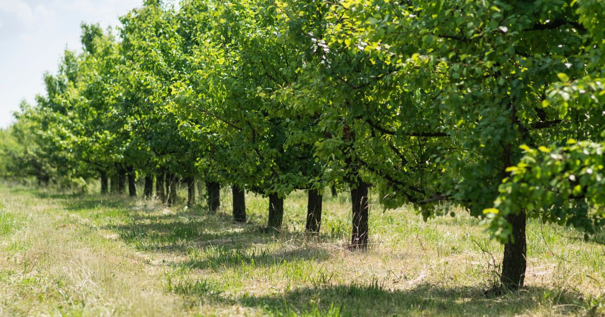 Frutales Ponferrada
